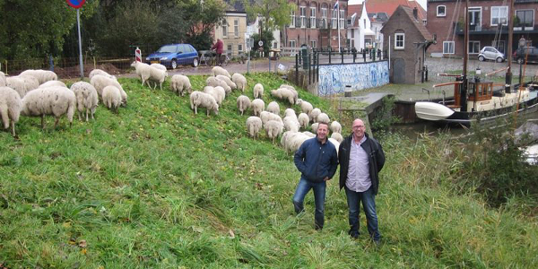 Pilot ecologisch groenbeheer in Ooltgensplaat