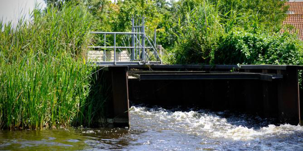 Waterschap vangt muskusratten op Goeree-Overflakkee