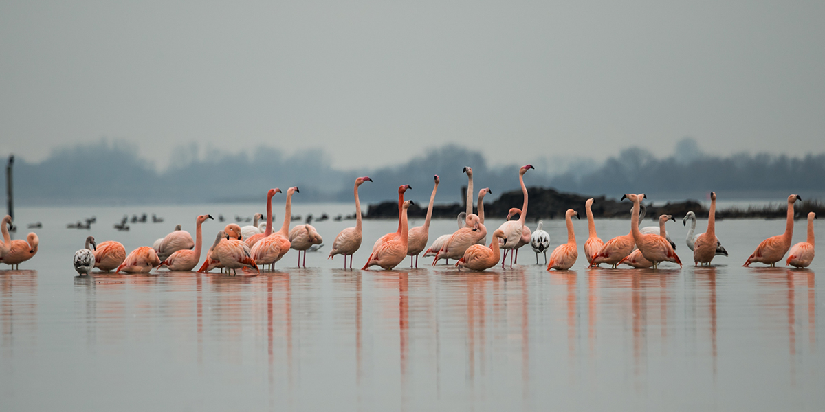 Flakkeese flamingo’s gaan viral