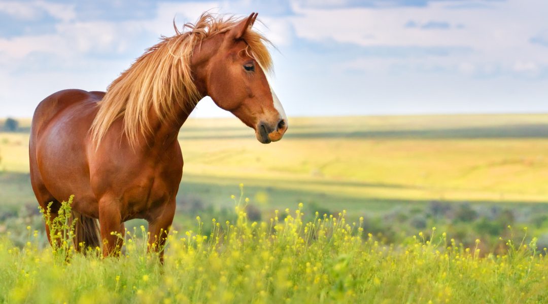 SGP doet moreel appèl op paardenbezitters