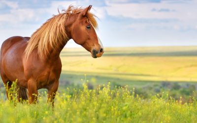 SGP doet moreel appèl op paardenbezitters